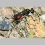 Priocnemis melanosoma - Wegwespe w01b 8mm OS-Wallenhorst-Tongrube-Lehmwiese - det.jpg